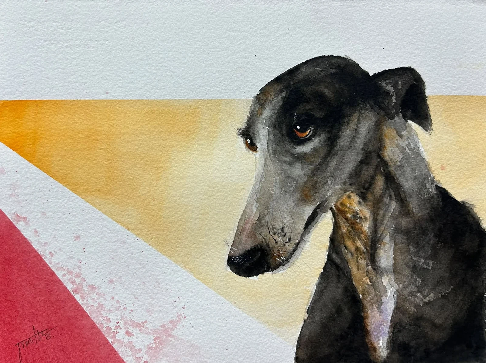 Galgo, acuarela