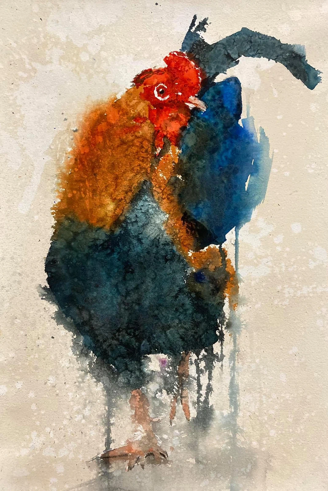 Gallo, acuarela