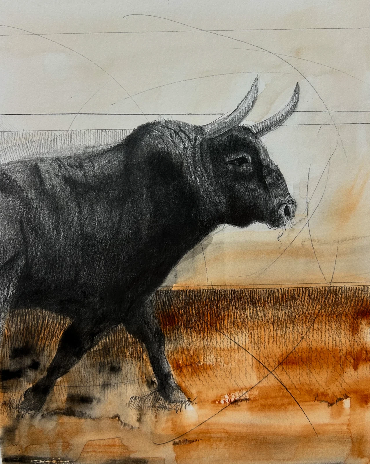 Toro, dibujo