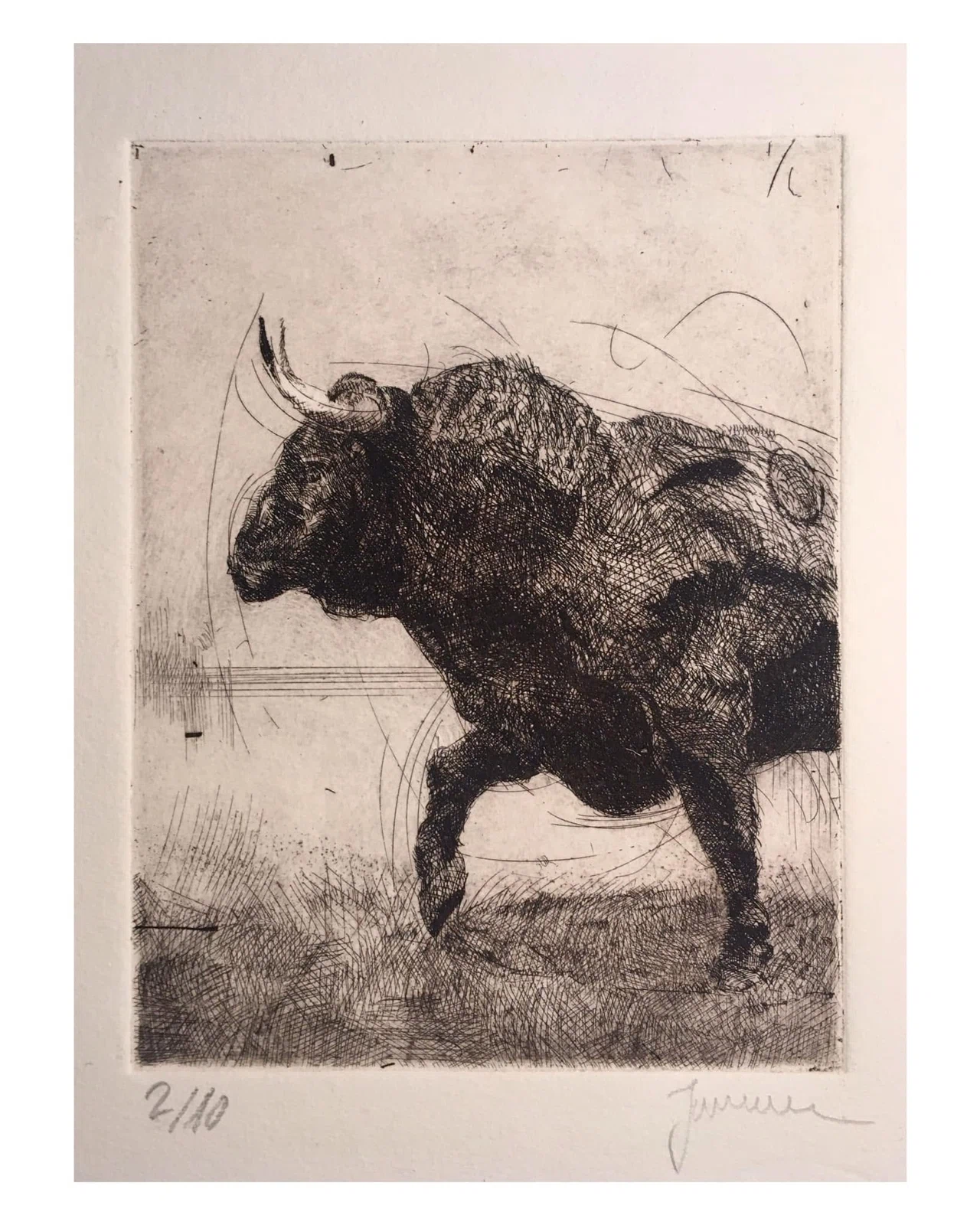 El toro, grabado