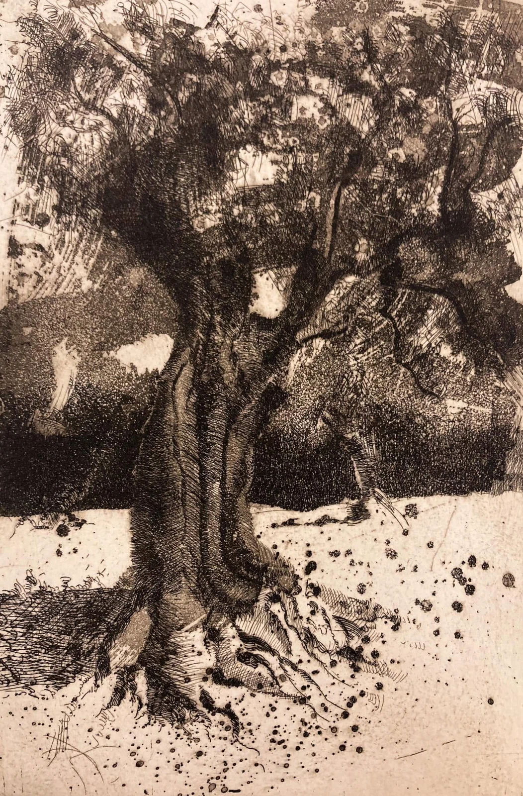 Olivo, grabado